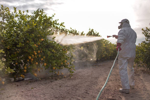 Best Ant Control Services  in Rouses Point, NY